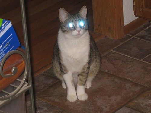 Staring Cats with Laser Beam Eyes - Love Meow