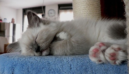 Ragdoll Kittens Favorite Pastime, Sleep - Love Meow