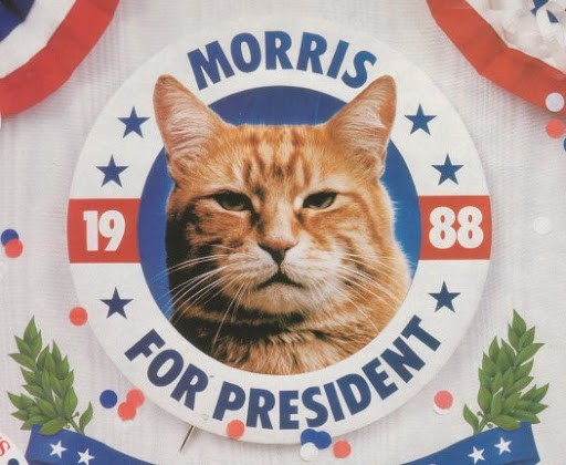 Image result for morris the cat gif