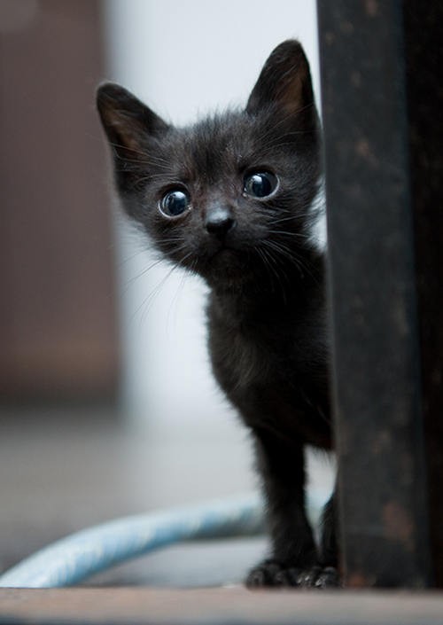 Tiny Rescue Black Kitty: Then & Now - Love Meow