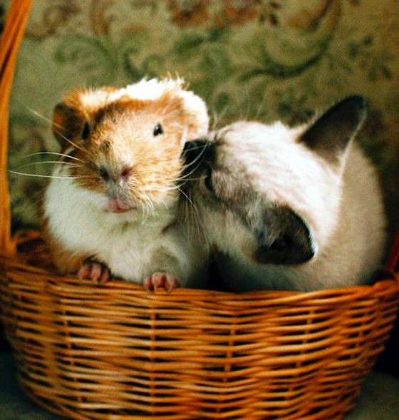 Friendship of Kitty and Guinea Pig - Love Meow
