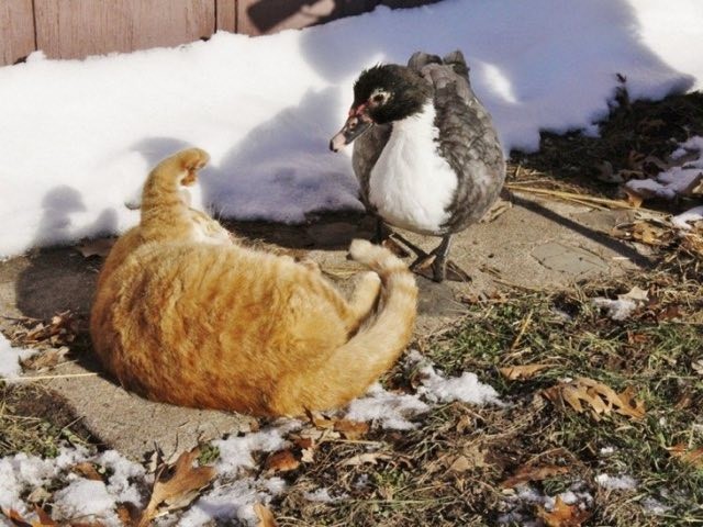 Two Cats Bond With A Duck Love Meow