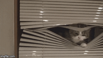 Image result for cat caught in window blind