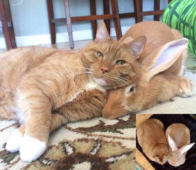 Ginger Cat and His Giant Rabbit Twin Brother. Truly Special Bond
