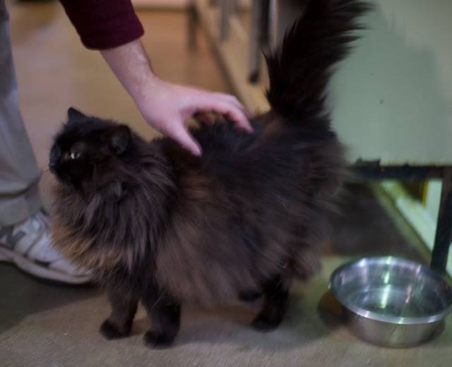 Magnificent Black Cat Grows Silver Winter Coat Love Meow
