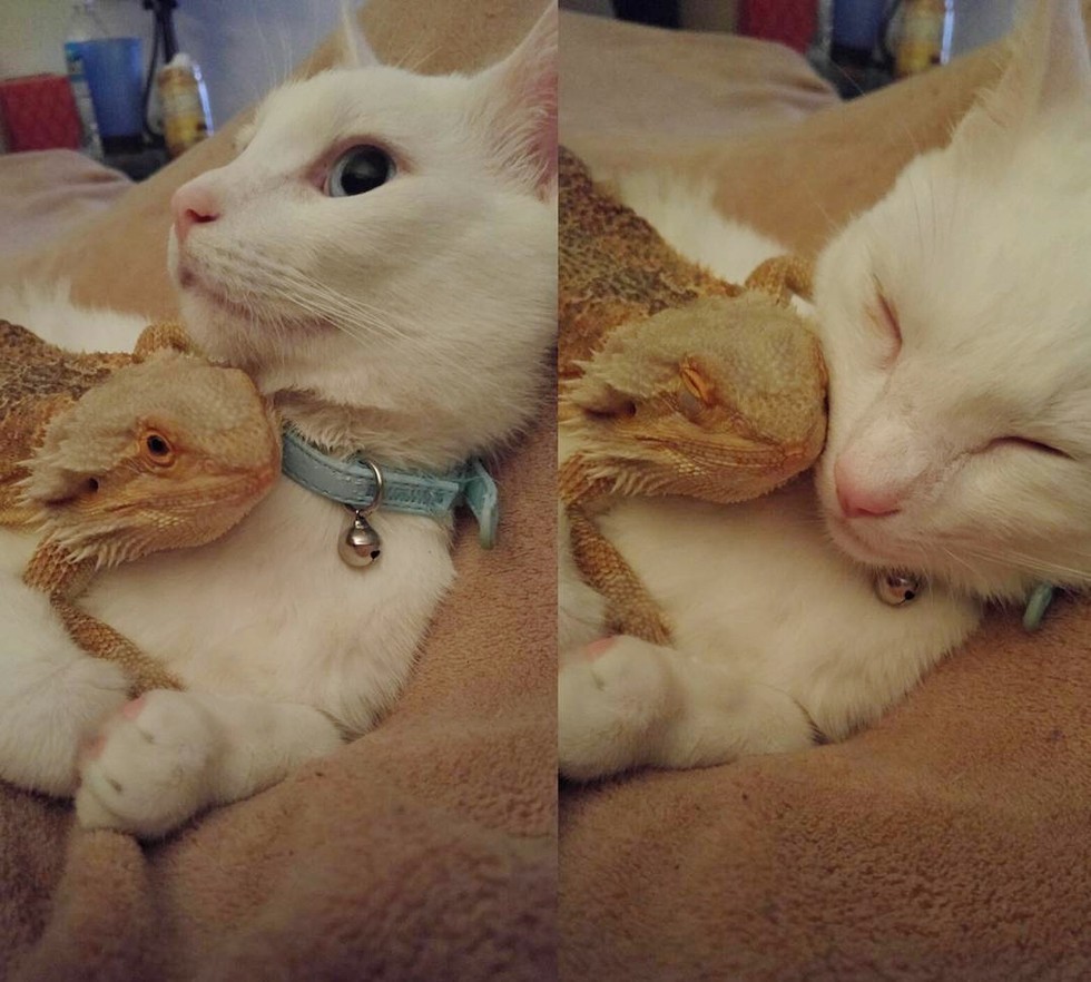 Bearded dragon eating 