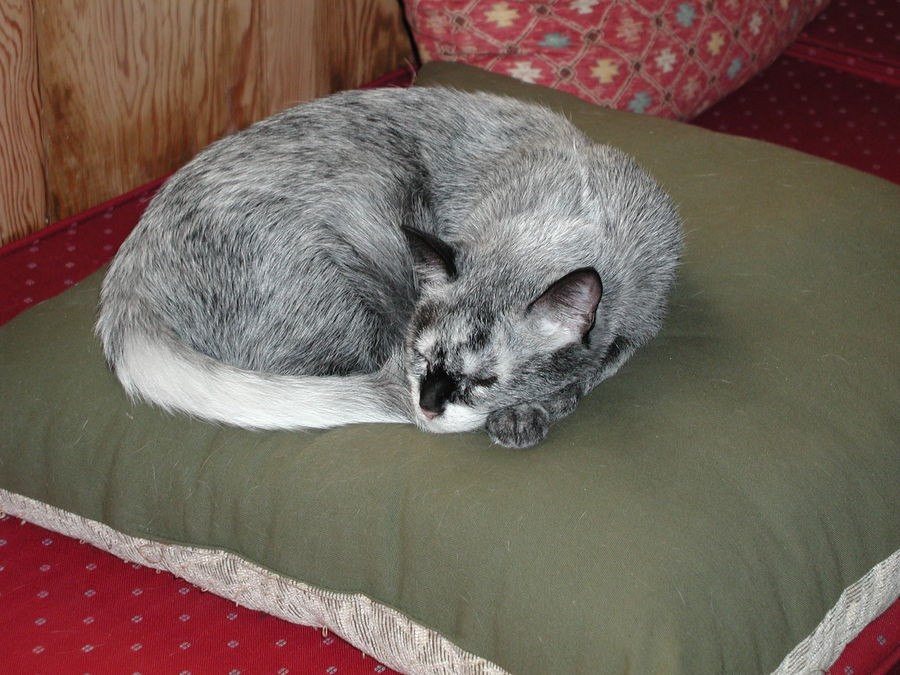 Cat's Markings Have Changed Drastically Over the Years - Love Meow