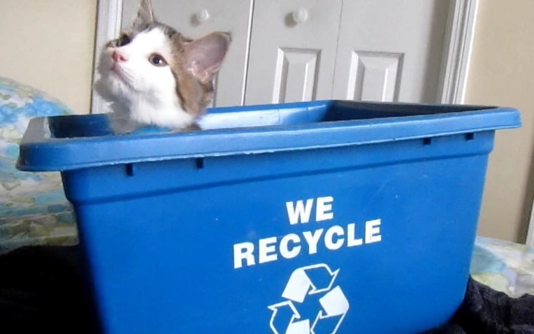 cat in recycle bin