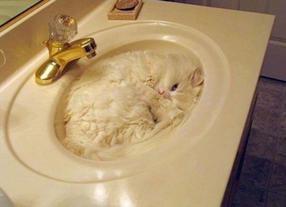 26 Cats Who Are Getting Cozy In The Sink Meowingtons