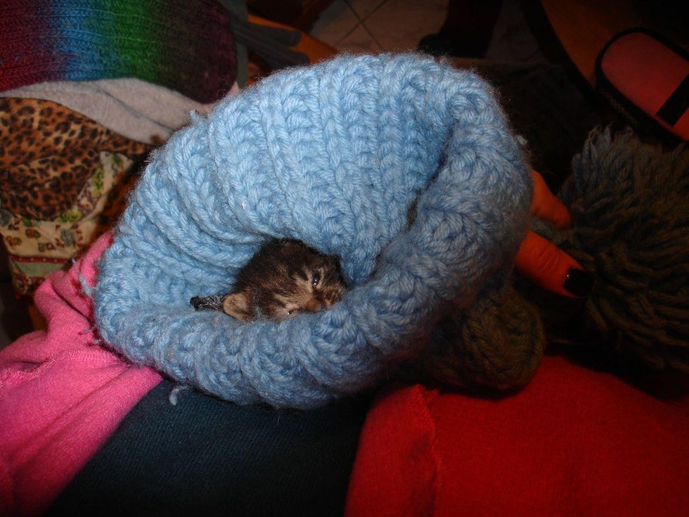 This Frozen Kitten Being Brought Back to Life Will Make You Believe in Miracles advise This Frozen Kitten Being Brought Back to Life Will Make You Believe in Miracles recommend