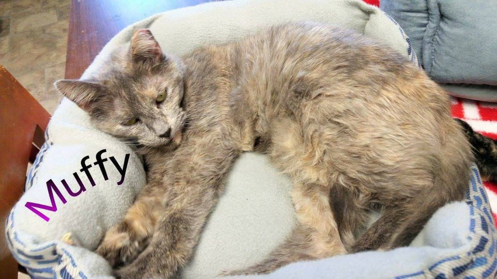 shelter-staff-cry-when-15-year-old-cat-finds-home-after-waiting-for