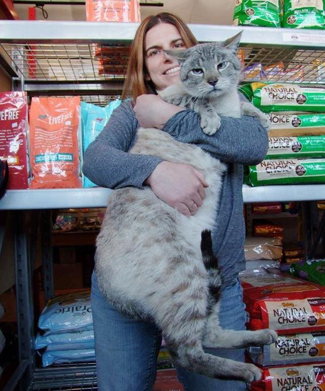 Giant 25 Pound Stray Becomes Store Cat And Helps Other Kitties Get Adopted Love Meow