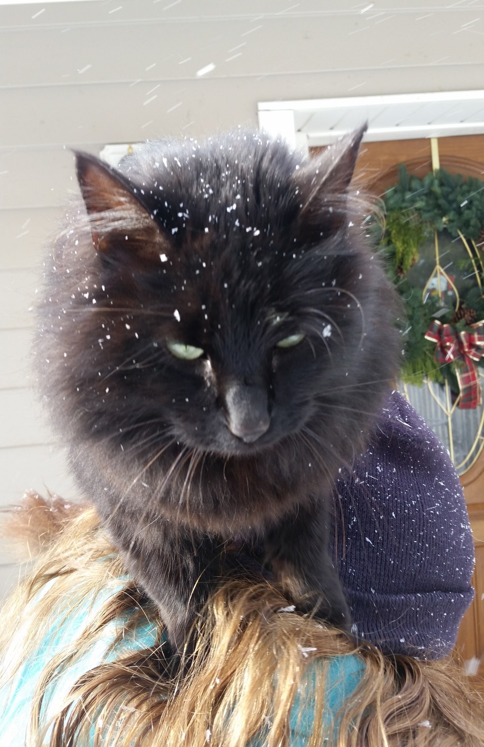Stray Cat Jumps into Woman's Arms for Warmth Asking Her to Be Her