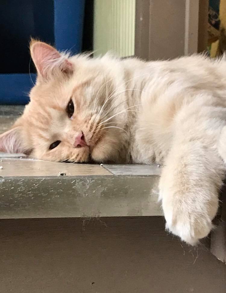 Cat So Sad After Being Surrendered Twice But Finds Humans