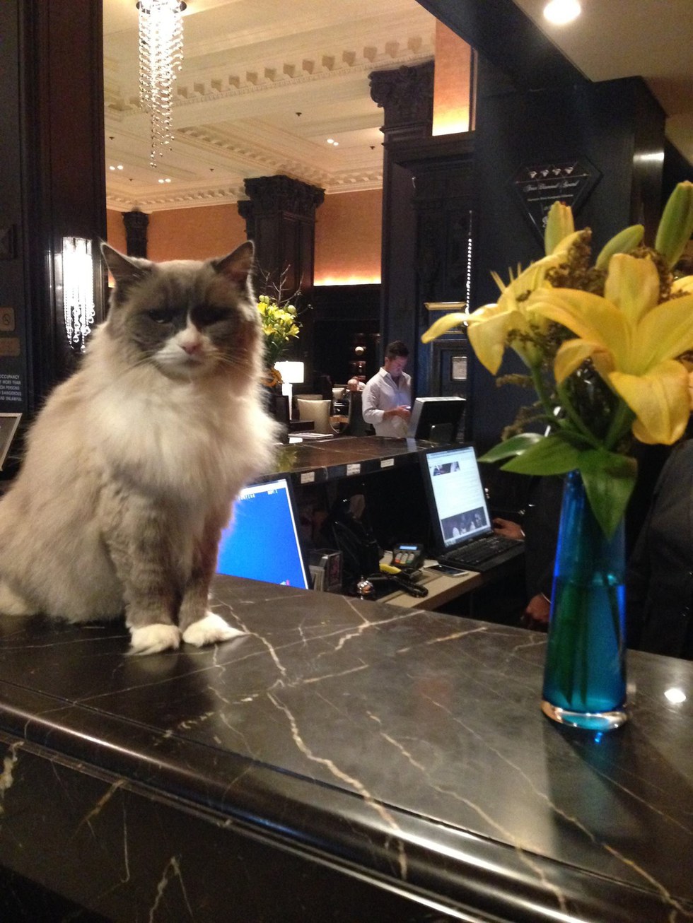 Cat Supervises Hotel for 7 Years and Has Never Missed a Day Of Work