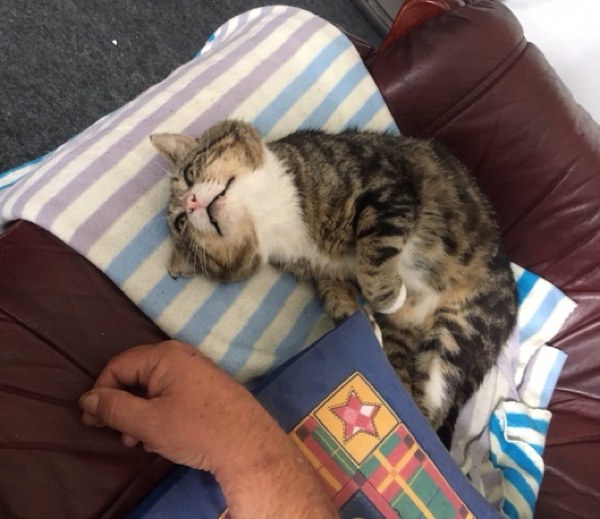 Rescuers Save Cat Trapped in Boardedup House and Find Out Someone Has