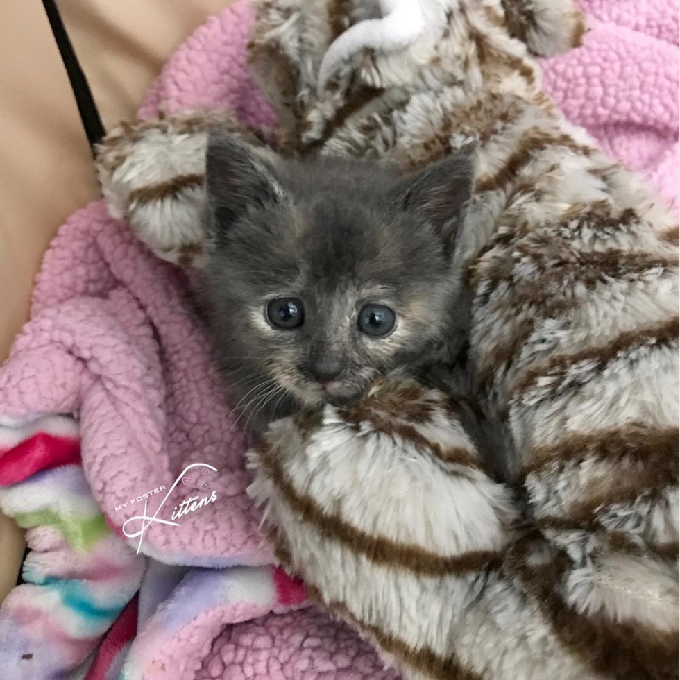Kitten And Cat Rescue Stories Page 18 Corvetteforum Chevrolet Corvette Forum Discussion