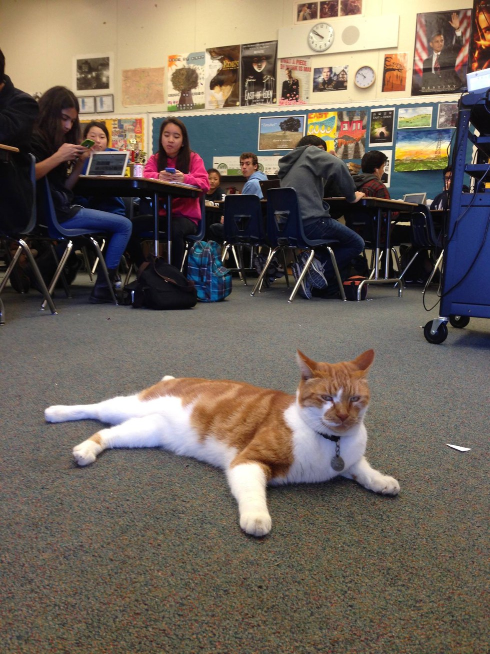 Ginger Cat  Bubba Loves School So Much They Issue Student  