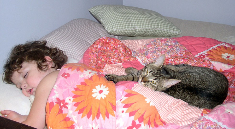 10 Ways College Students And Cats Are The Same