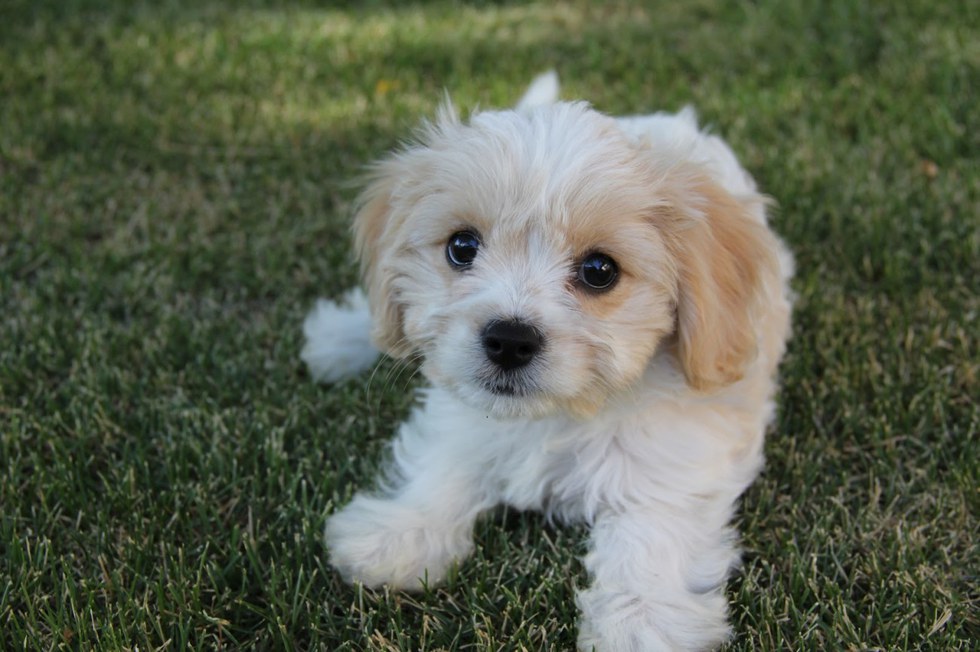 These 16 Adorable Puppy Hybrids Will Absolutely Make Your Day