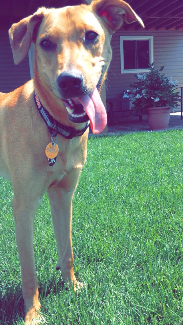 11 Reasons Your Dog Is Your Best Friend