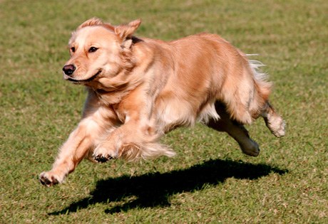 9 Struggles Of Apartment Living As Told By Golden Retrievers