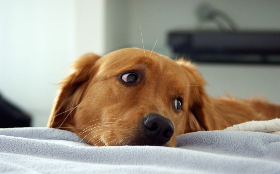 9 Struggles Of Apartment Living As Told By Golden Retrievers 5 Realizing You Have To Go Back Campus For A Meeting