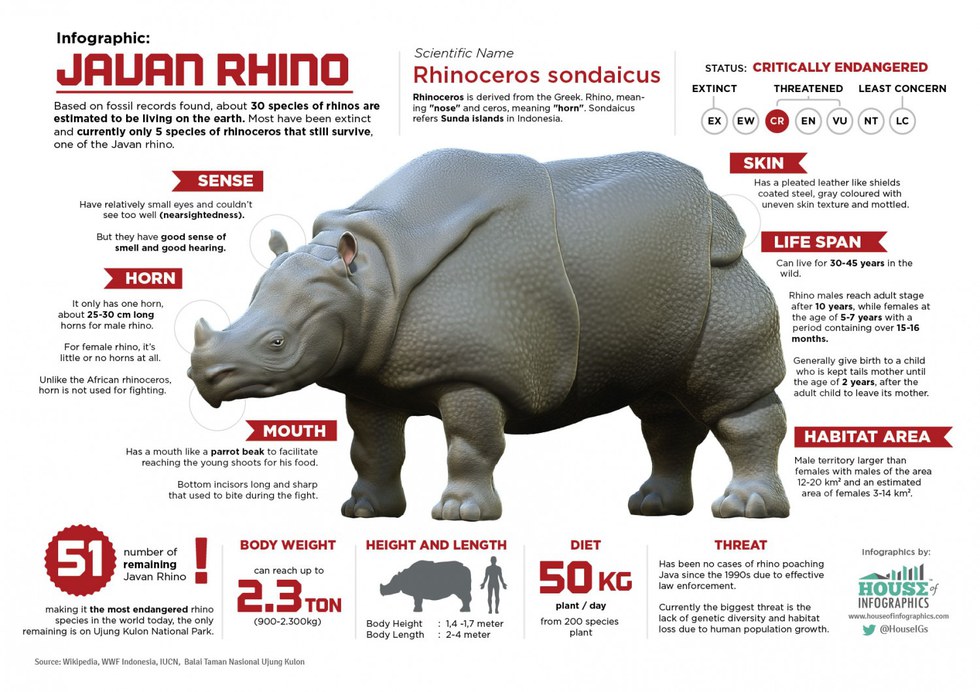 Endangered Species Spotlight - The Javan Rhino