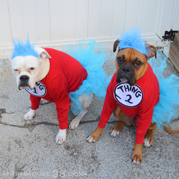 Halloween Costumes You Can Do With Your Dog