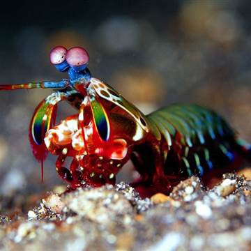 Peacock mantis