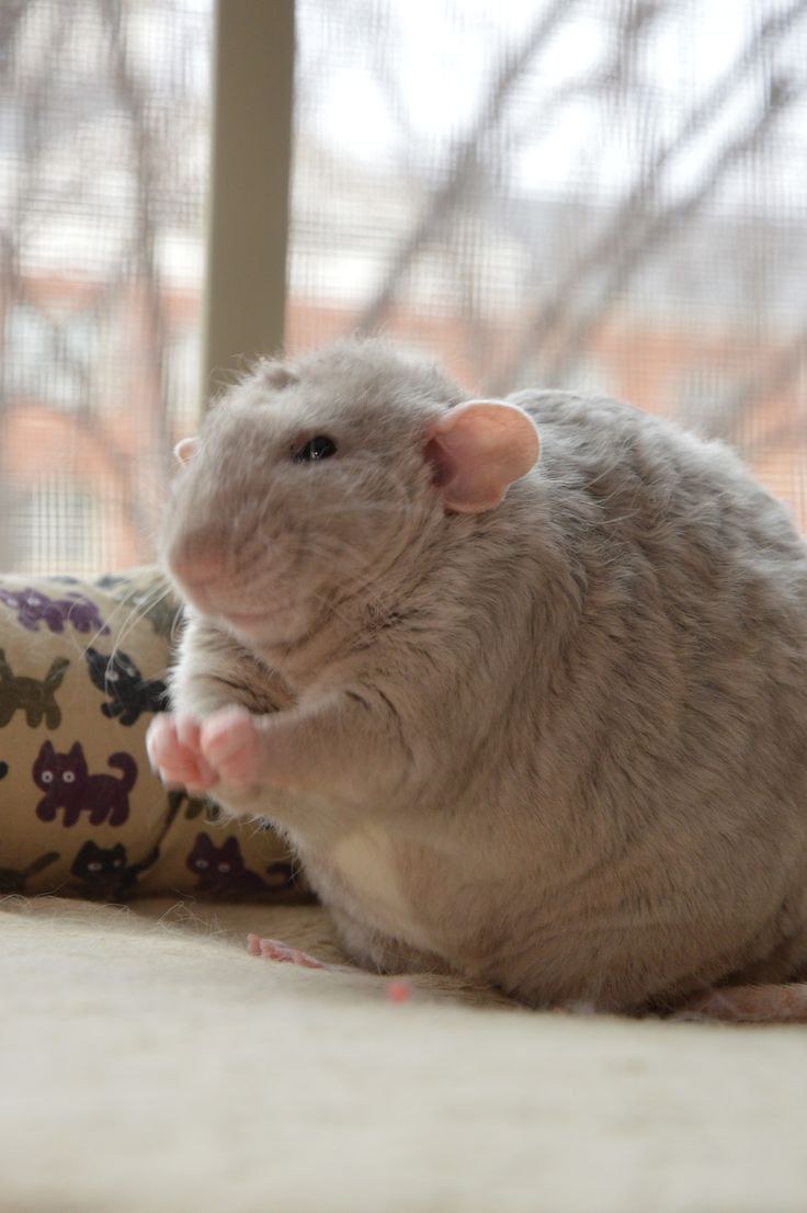 10 Reasons You Absolutely Need A Pet Rat