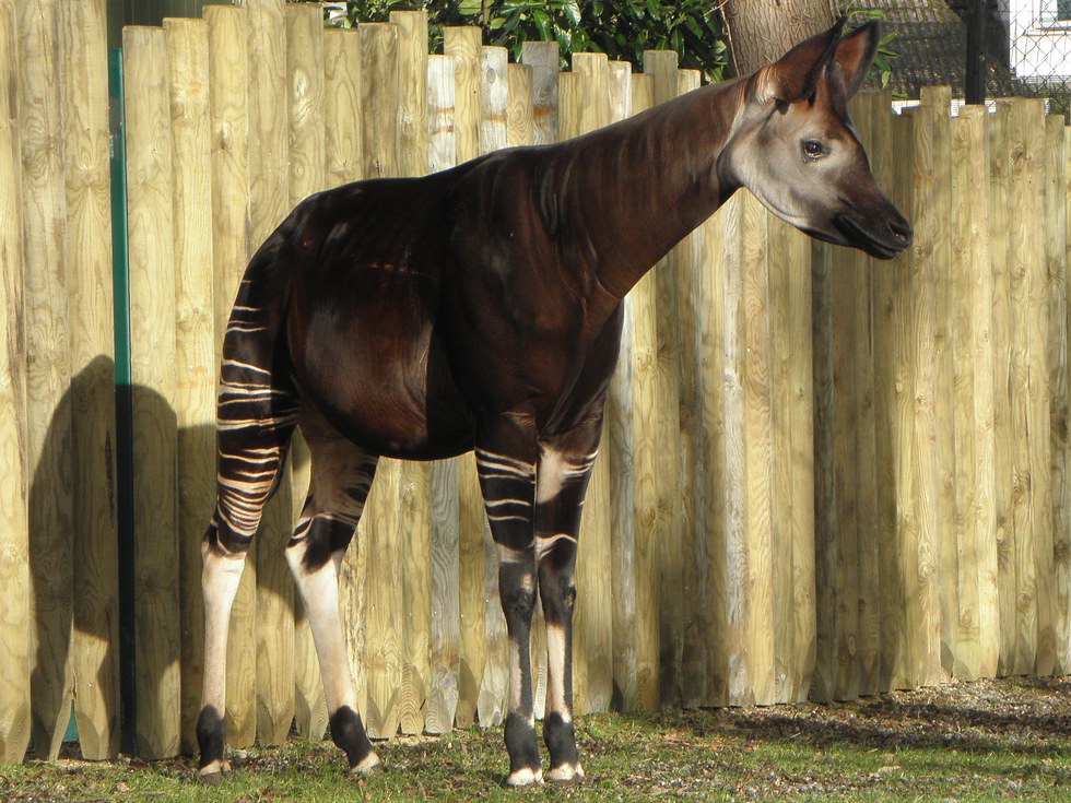 8 Reasons Why Okapis Are The Most Unique Animal Ever