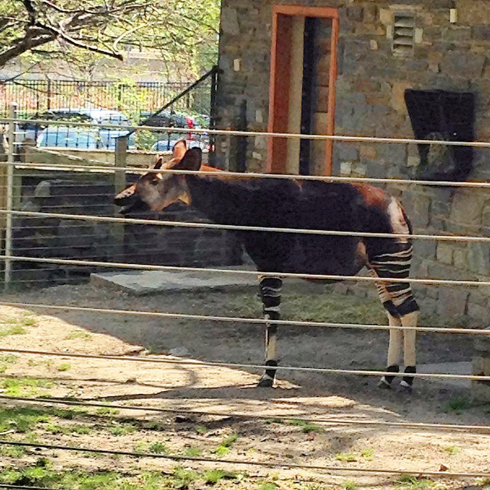 8 Reasons Why Okapis Are The Most Unique Animal Ever