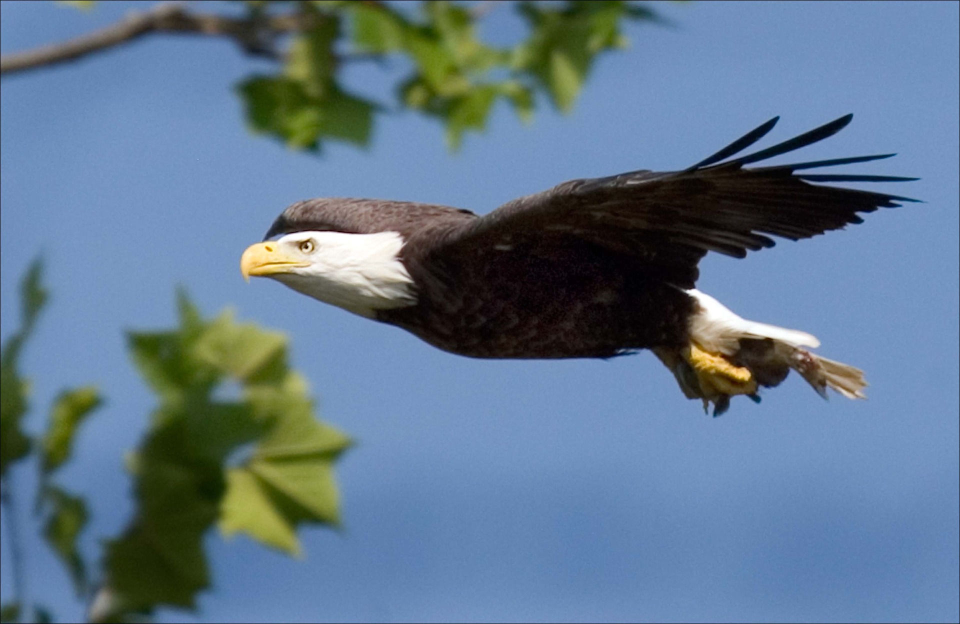 If I Were An Animal I Would Definitely Be A Majestic Bald Eagle