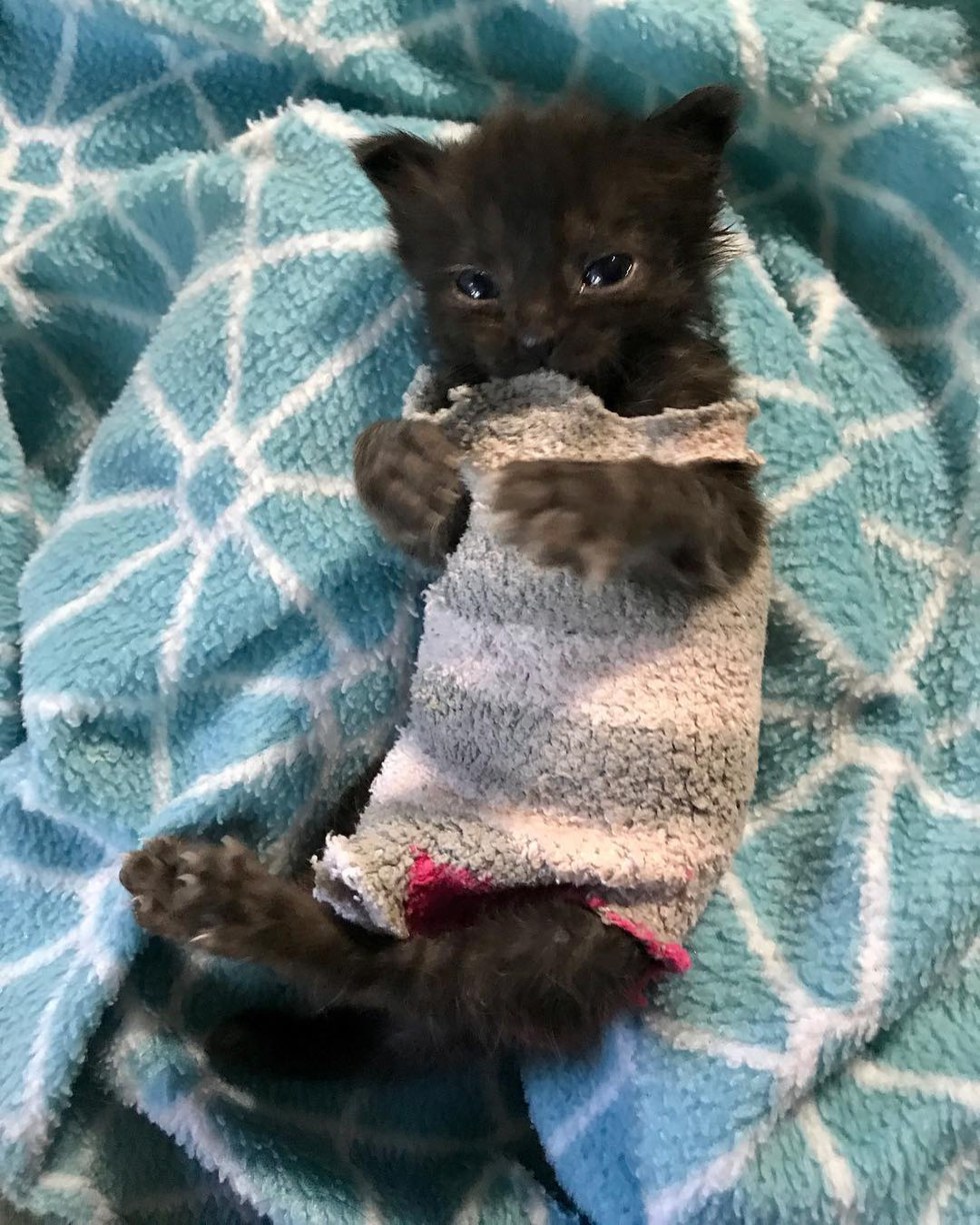 How These Sock Sweaters Protect a Tiny Kitten and Help Her Heal Love Meow