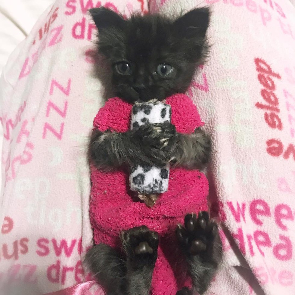 How These Sock Sweaters Protect a Tiny Kitten and Help Her Heal Love Meow