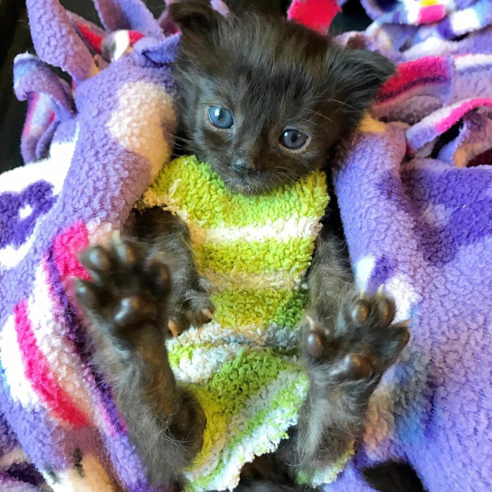 How These Sock Sweaters Protect a Tiny Kitten and Help Her Heal Love Meow