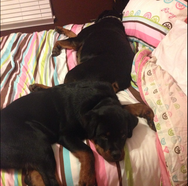 Resultado de imagen para Rottweilers sleeping
