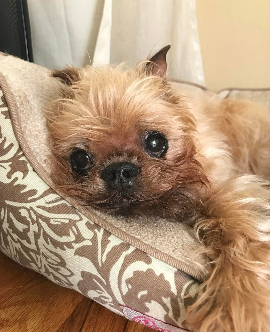 18 Things Only Brussels Griffon Owners Will Understand