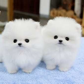 Top 10 Cutest Dog Breeds