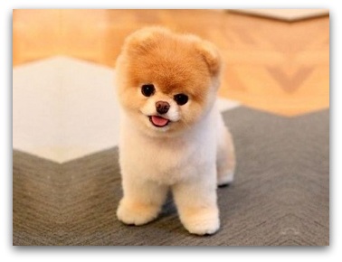 top 10 cutest dogs in the world