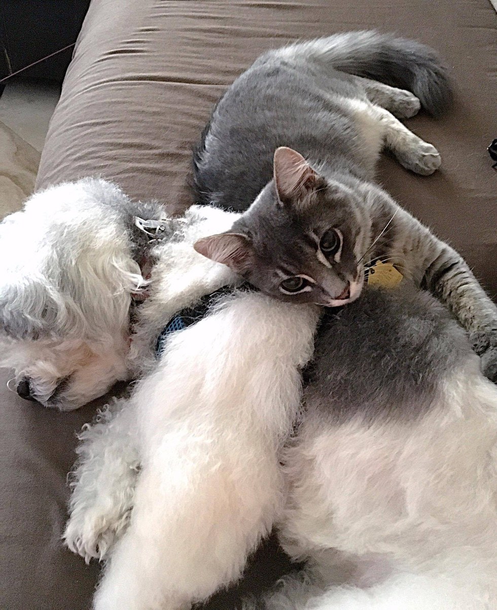 Kitten No One Thought Would Survive, Was Brought Back to Life and Grew To Be A Majestic Cat