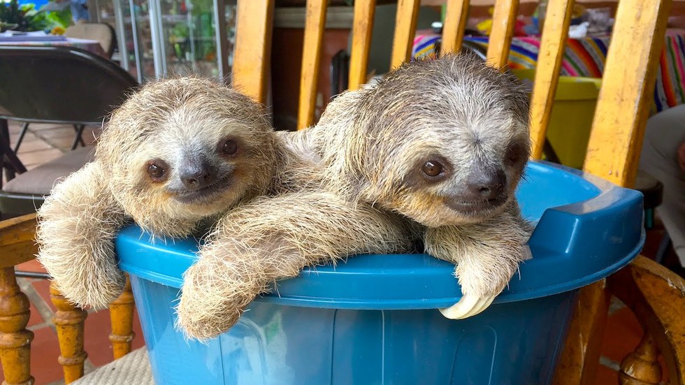 16 Sloths To Set The Tone For Your Summer
