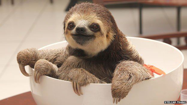 16 Sloths To Set The Tone For Your Summer