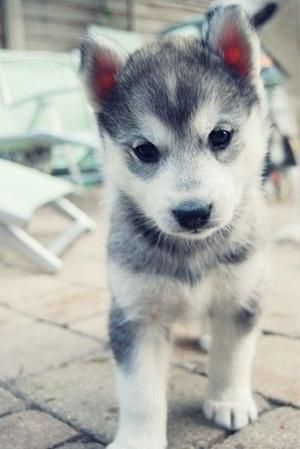 Puppy Names