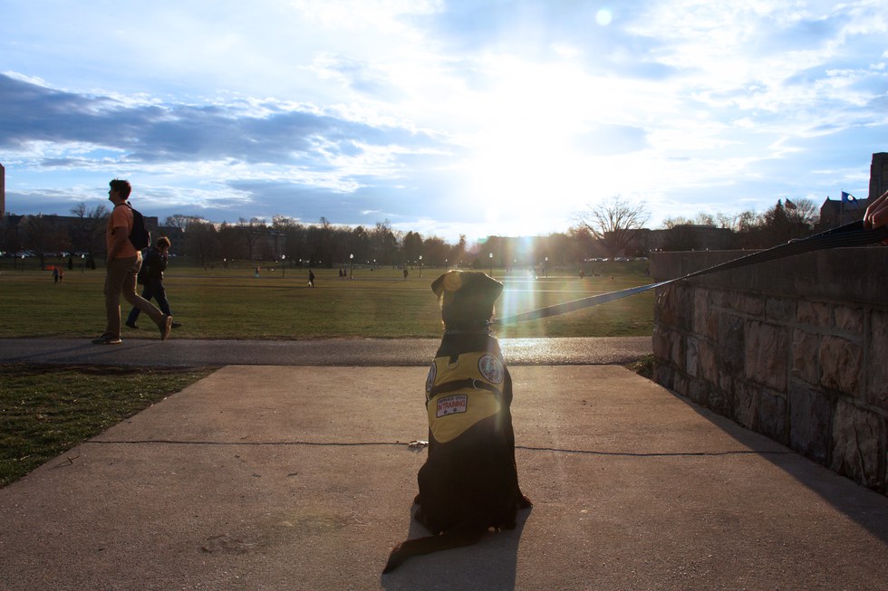 you letter virginia thank tech Virginia Service Dog's View Tech: The