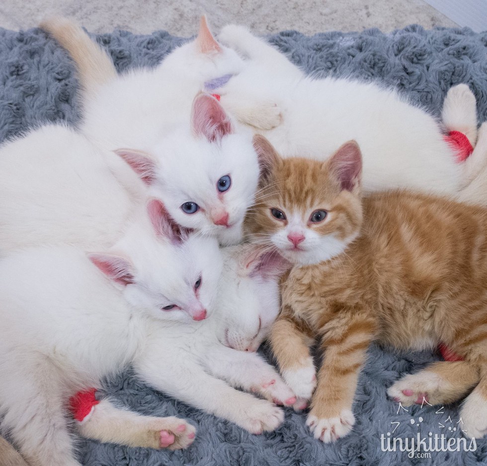 Meet the "Sesame Street" Kittens Rescued From Garbage Can. They Will