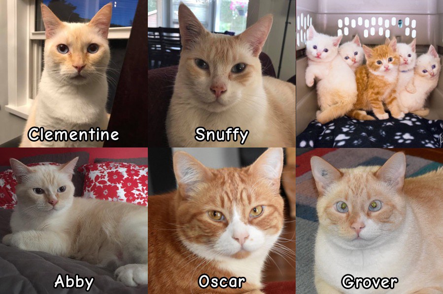 Meet the "Sesame Street" Kittens Rescued From Garbage Can. They Will