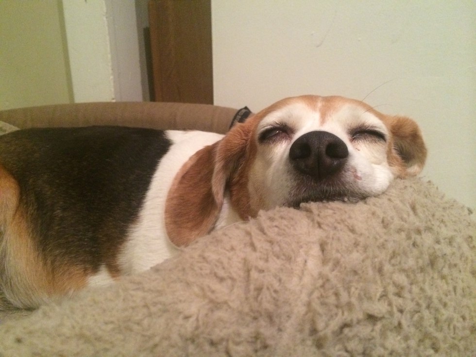 Resultado de imagen para perro beagle, en el salón