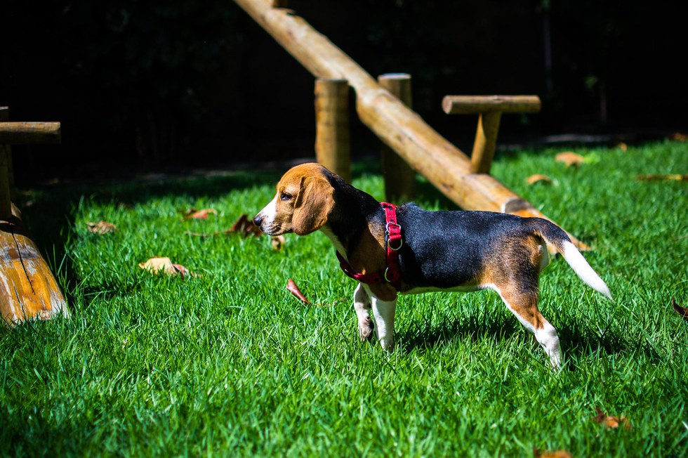 10 Things All Beagle Owners Would Understand